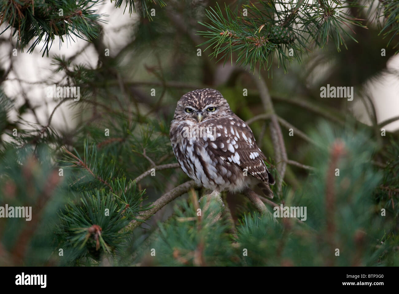 Civetta Athene noctua capretti nella siepe alla fine di settembre Foto Stock