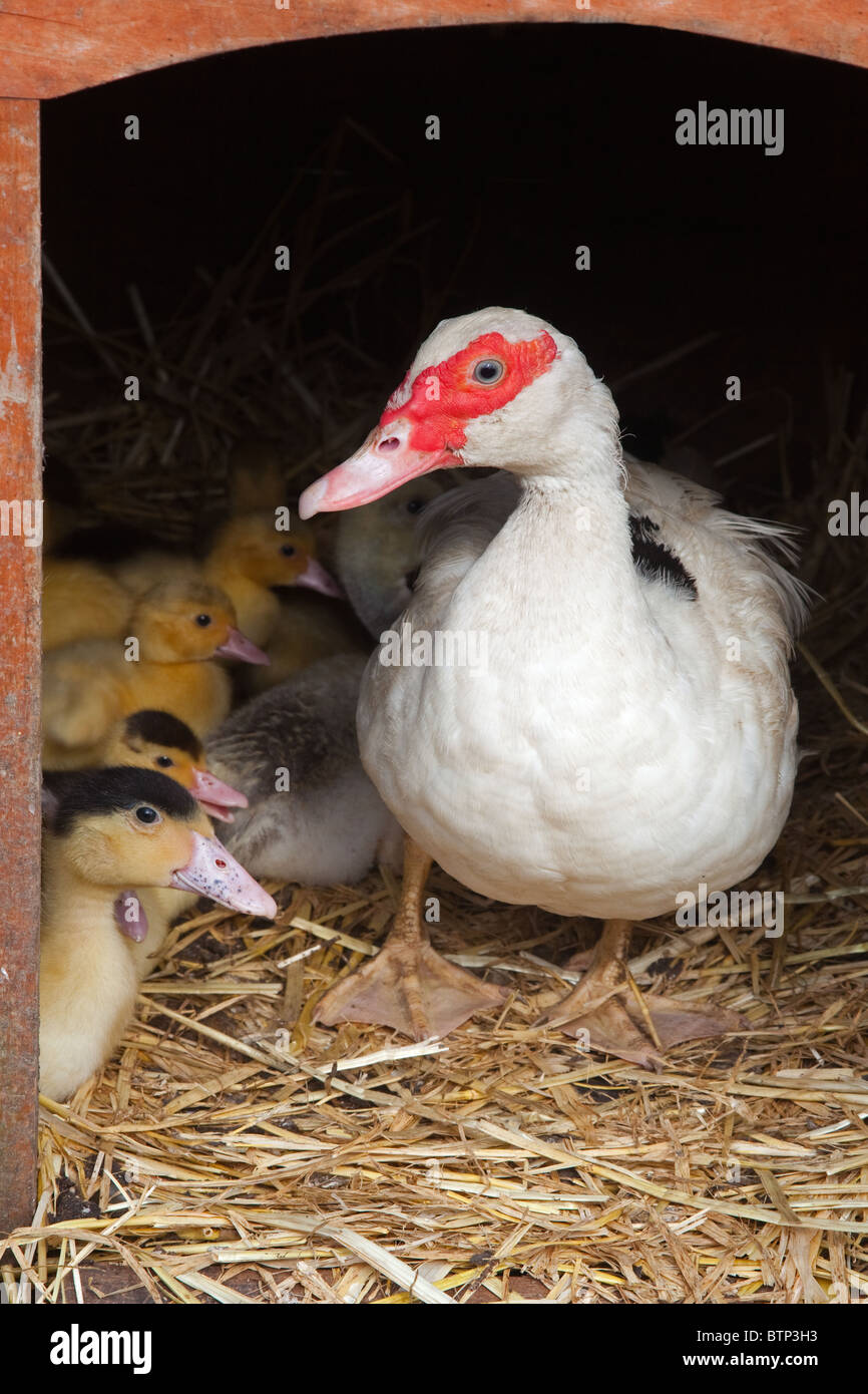 Muscovey Duck con giovani anatroccoli in una piccola tenuta primaverile di Norfolk Foto Stock