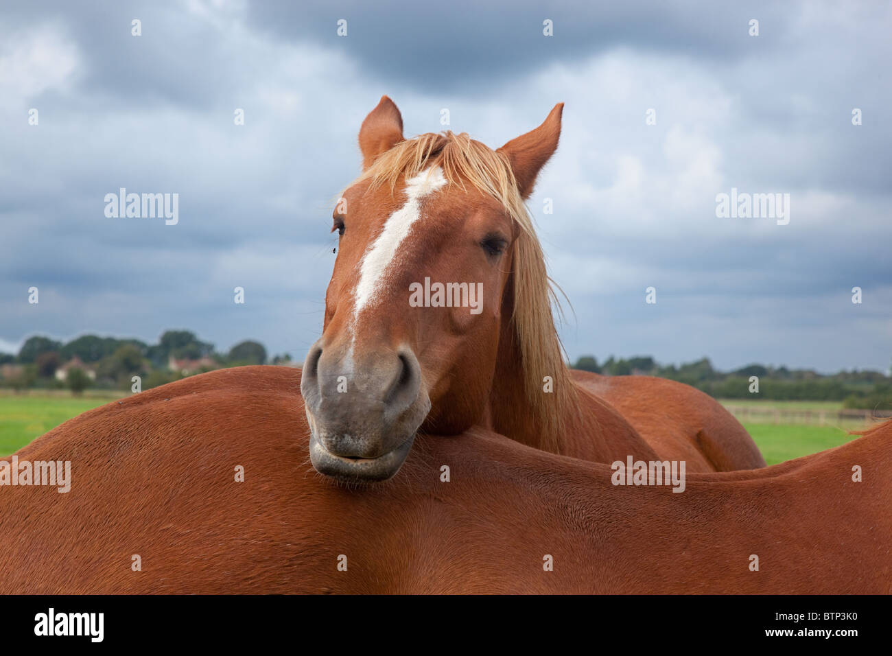 Suffolk Punch cavalli pesanti in piedi sul campo Foto Stock