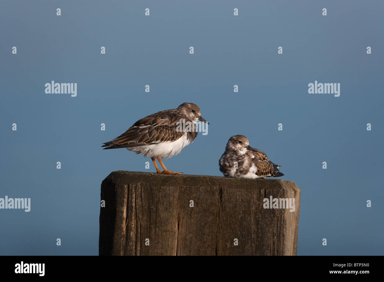 Turnstones Arenaria interpres sui frangiflutti all'alba Foto Stock