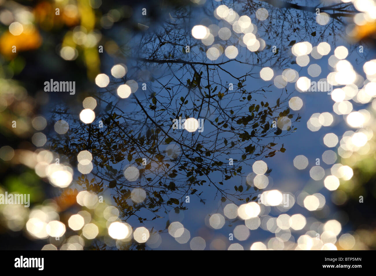 Foglie autunnali riflessa nella pala Foto Stock