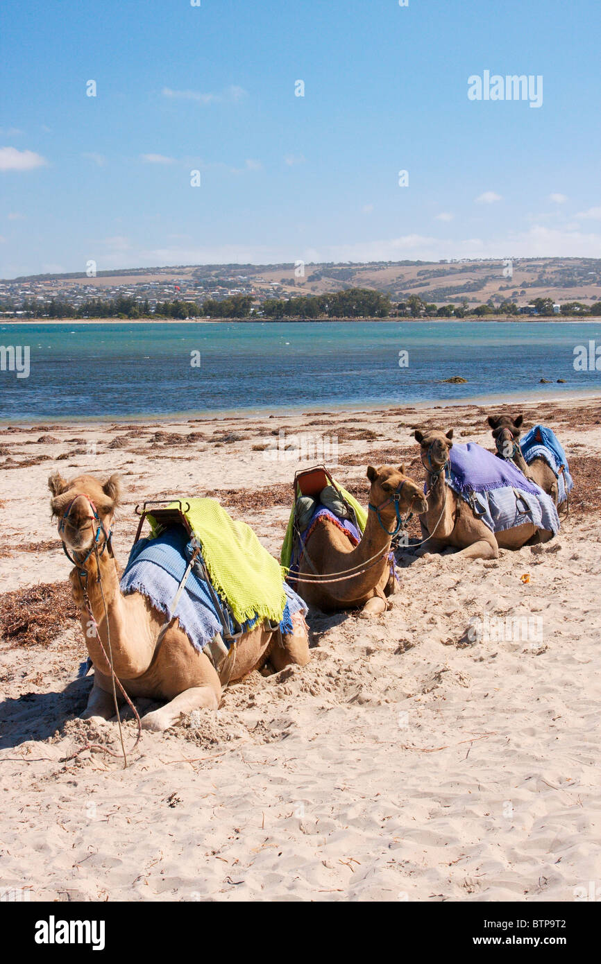 In Australia, in Sud Australia, Fleurieu Peninsula, Victor Harbor, cammelli seduto sulla spiaggia Foto Stock