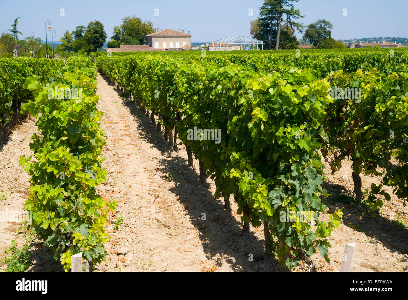 Vigneto di uva, Saint Emilion, Aquitaine, Francia vino, Bordeaux Foto Stock