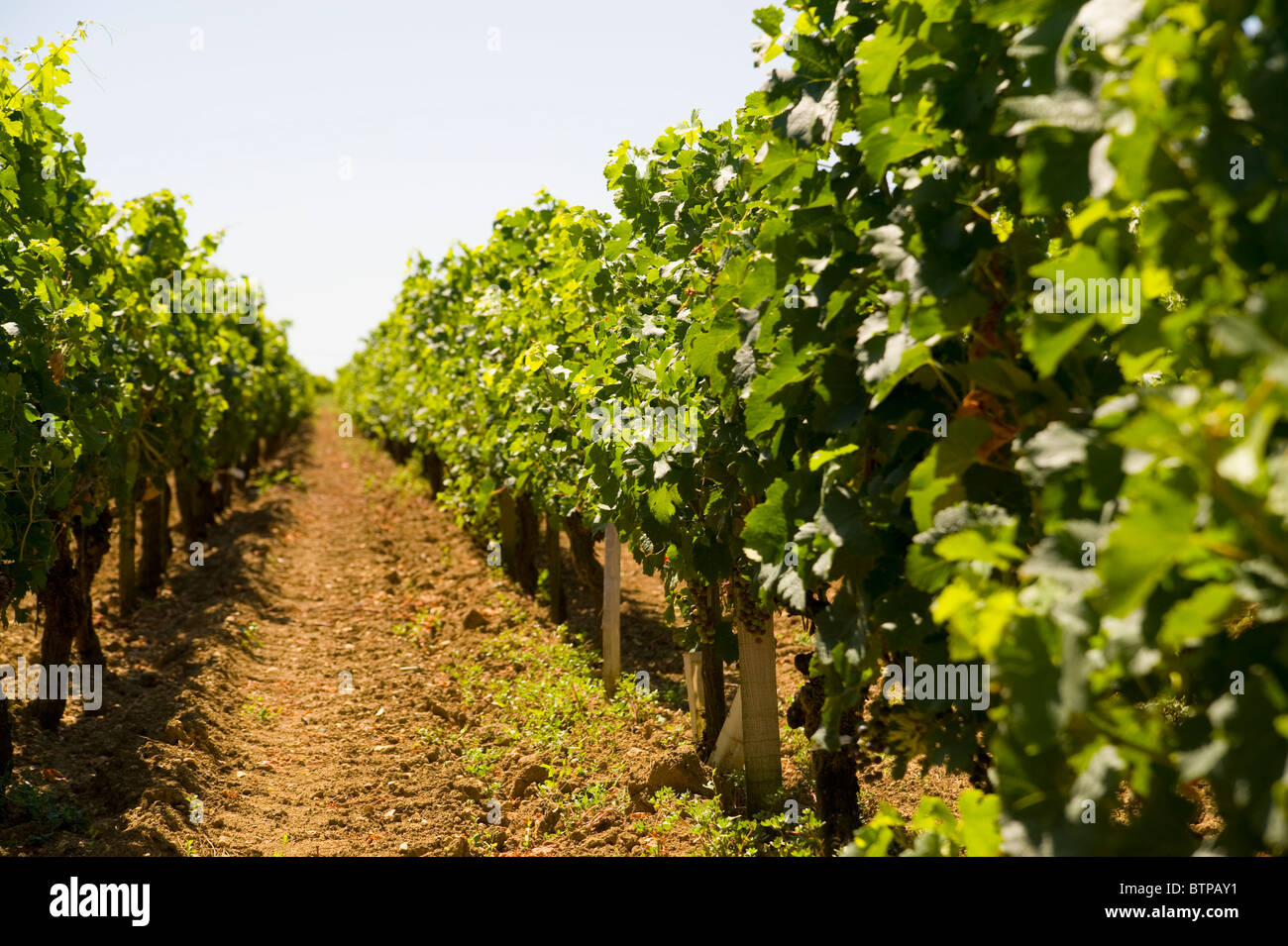 Vigneto di uva, Saint Emilion, Aquitaine, Francia Foto Stock