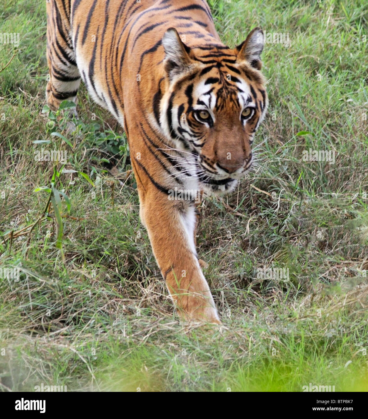 Alert Tiger passeggiate all'interno di essa nel recinto del nuovo Zoo di Delhi, India Foto Stock