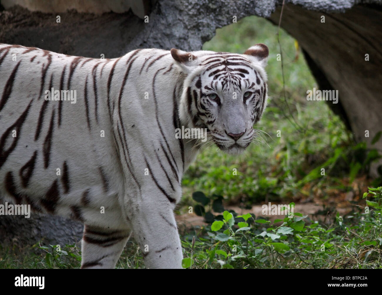 Una tigre bianca in piedi nel suo contenitore in New Delhi Zoo, India Foto Stock
