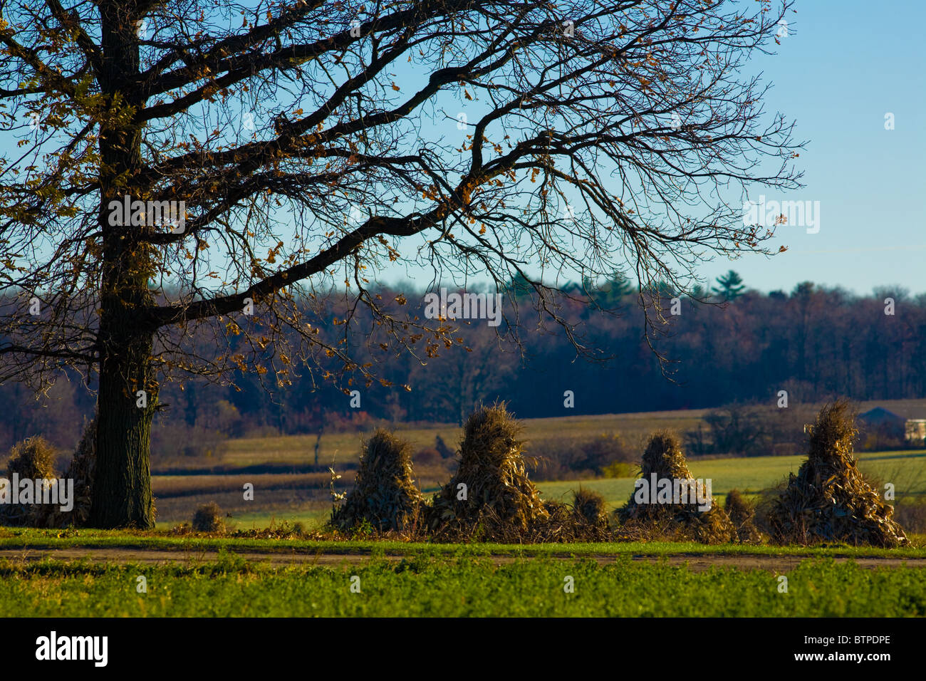 Amish shock di mais, pietra Arabia, Mohawk Valley, Montgomery County, nello Stato di New York Foto Stock