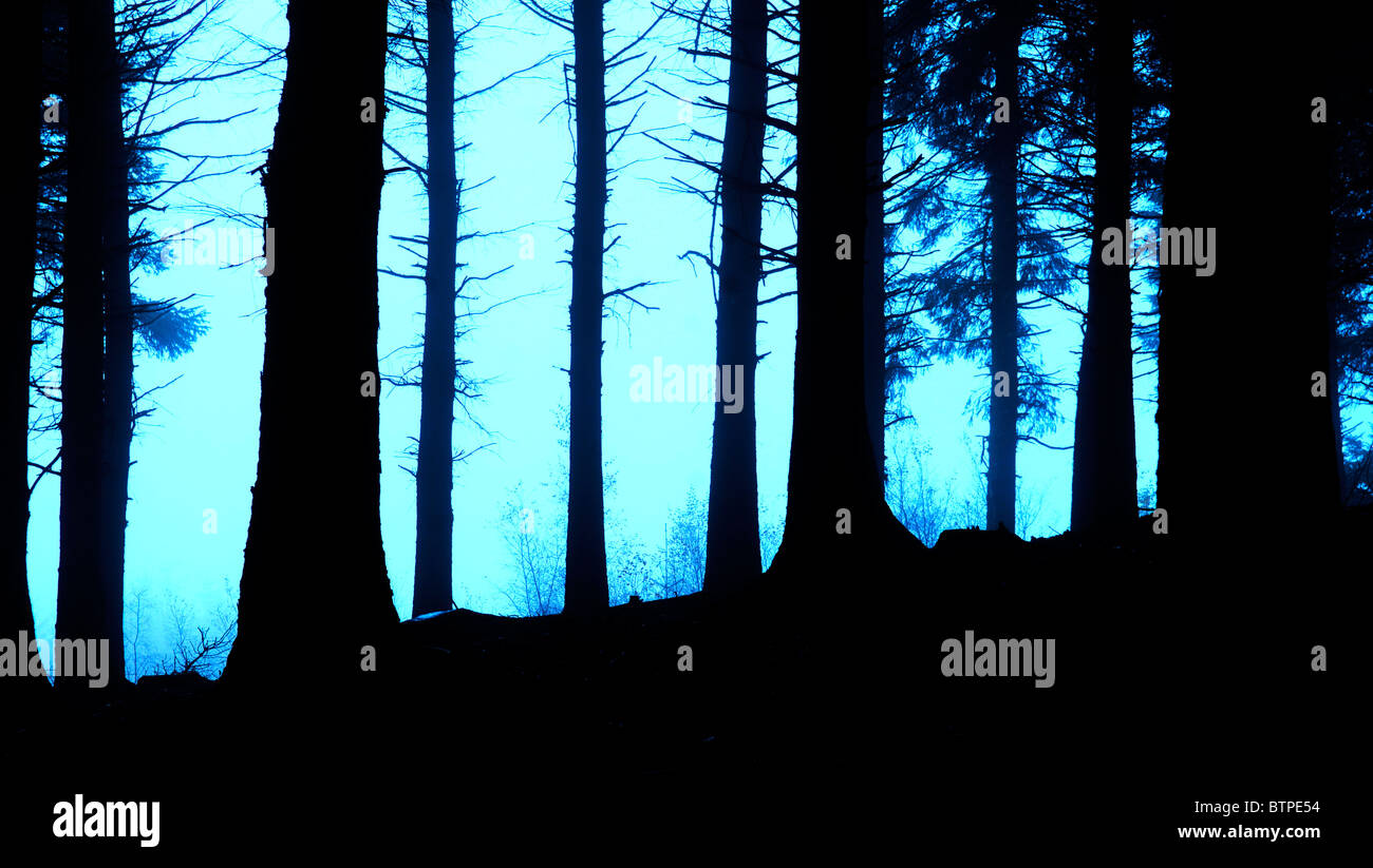 Gli alberi sul bordo della foresta stagliano contro sky Foto Stock