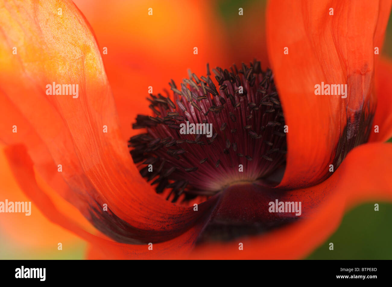 Un unico rosso papavero orientale flowerhead Foto Stock