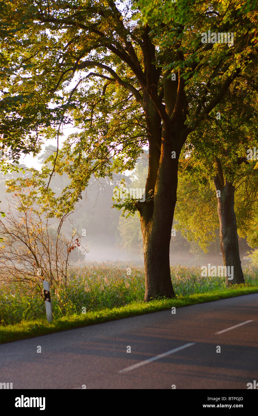 La Germania, il Land Brandeburgo, Chorin, alberi sulla strada Foto Stock