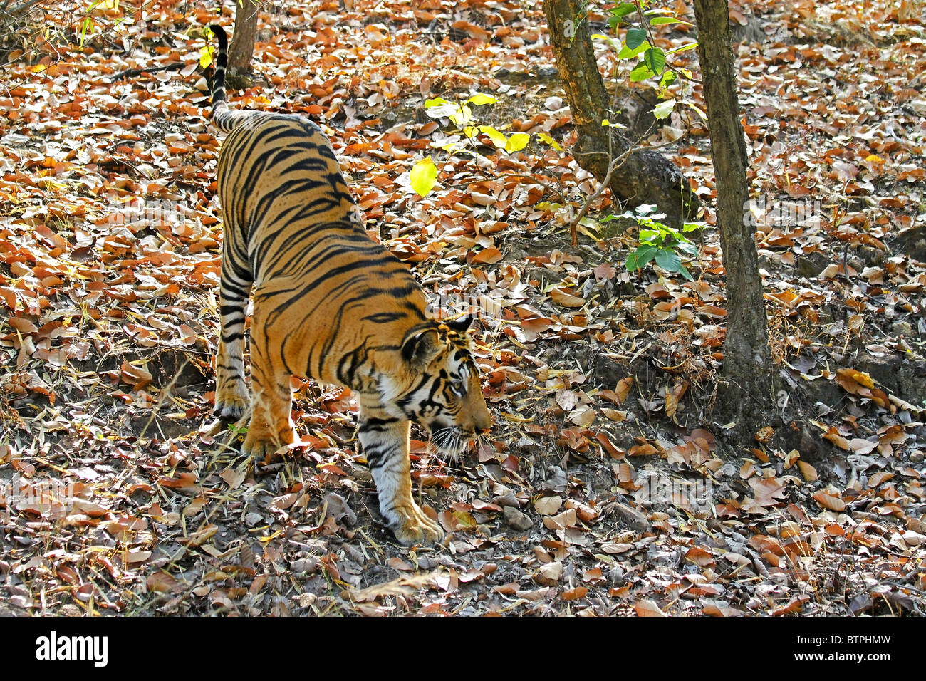 Una tigre maschio camminando nelle giungle di Bandhavgarh National Park, India Foto Stock