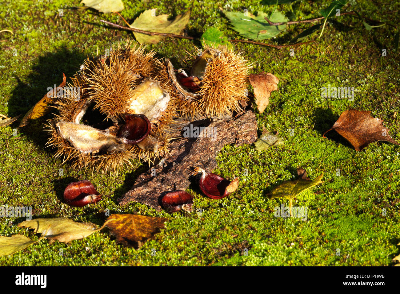 L'autunno cadono dalle castagne tree Foto Stock