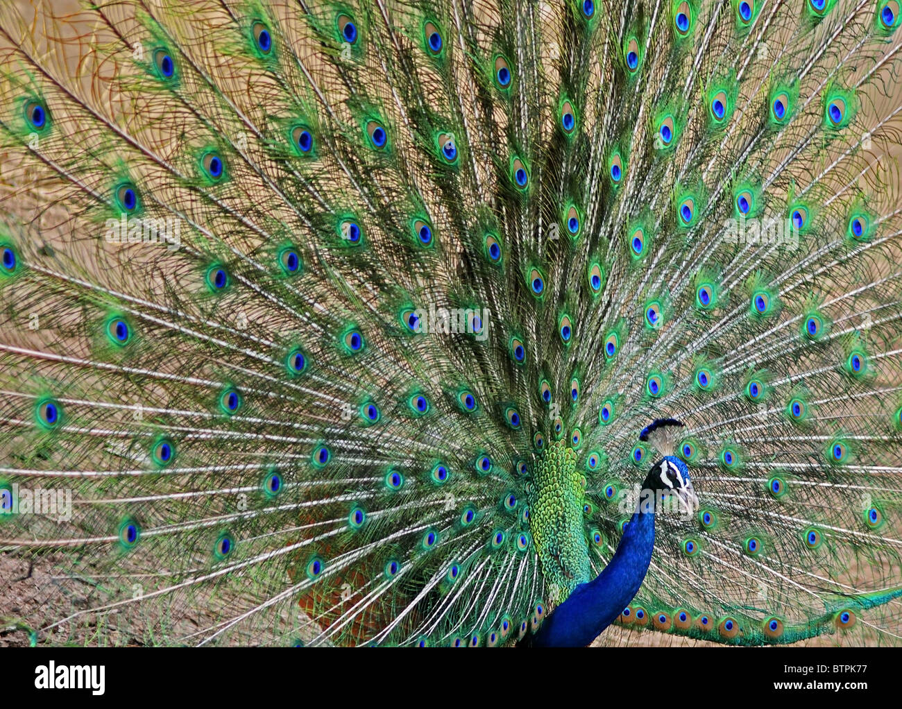 Un indiano Peafowl dancing in Ranthambhore National Park, India Foto Stock