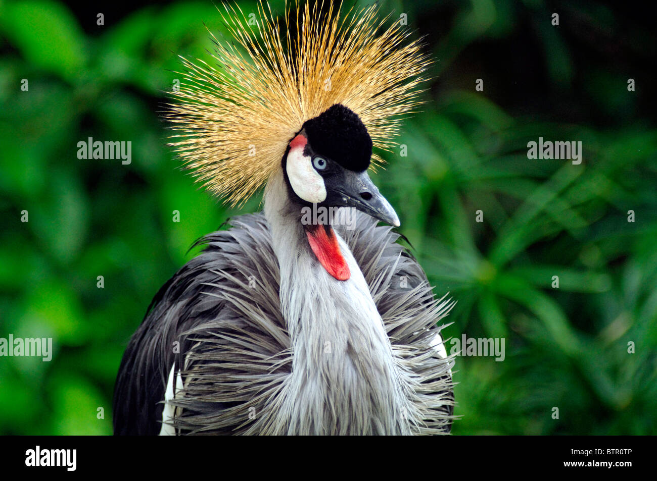 Un africano-Crowned Crane. Foto Stock