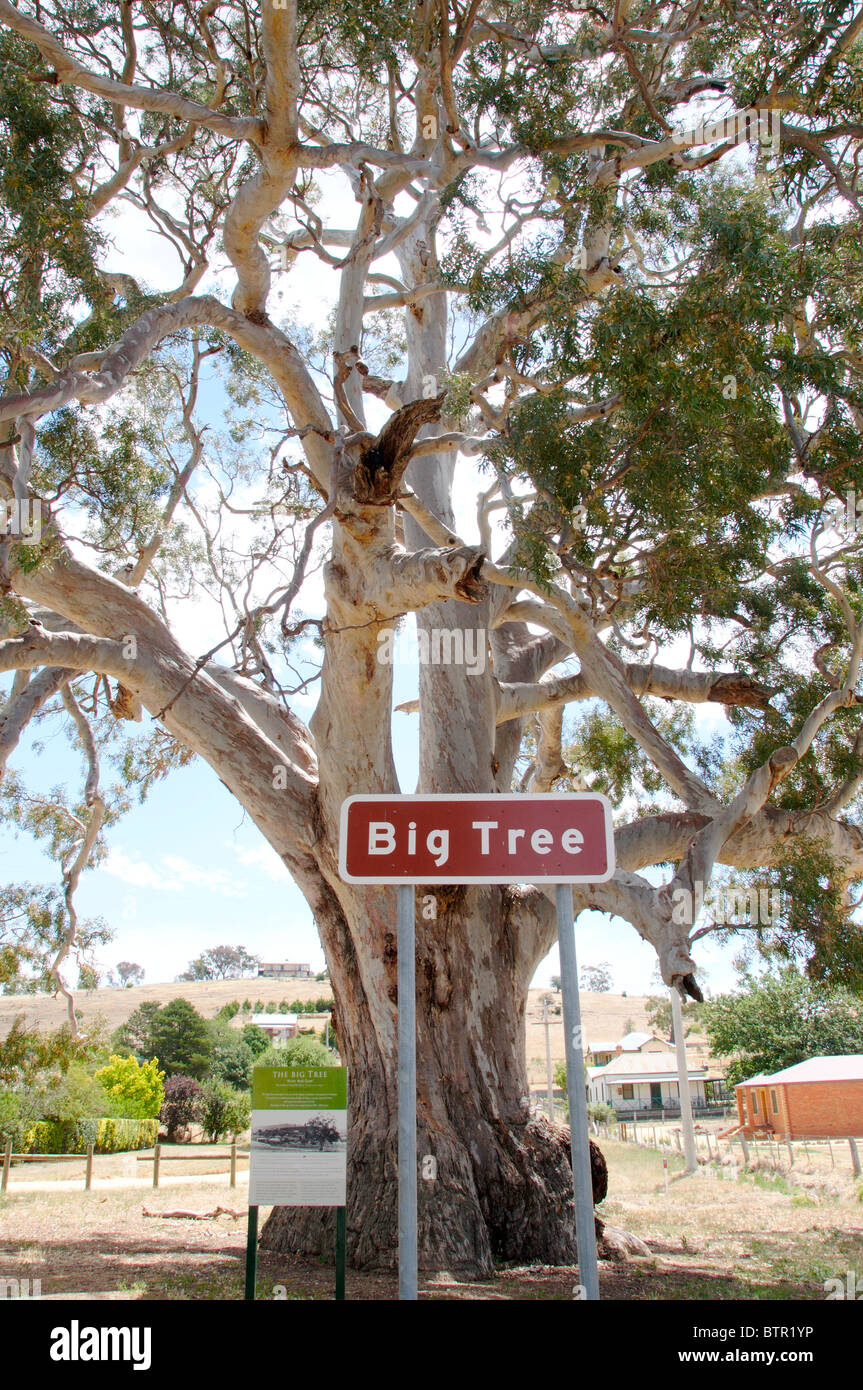 Australia, Central Victoria, Guildford, grande albero (Fiume Gomma rossa) Foto Stock