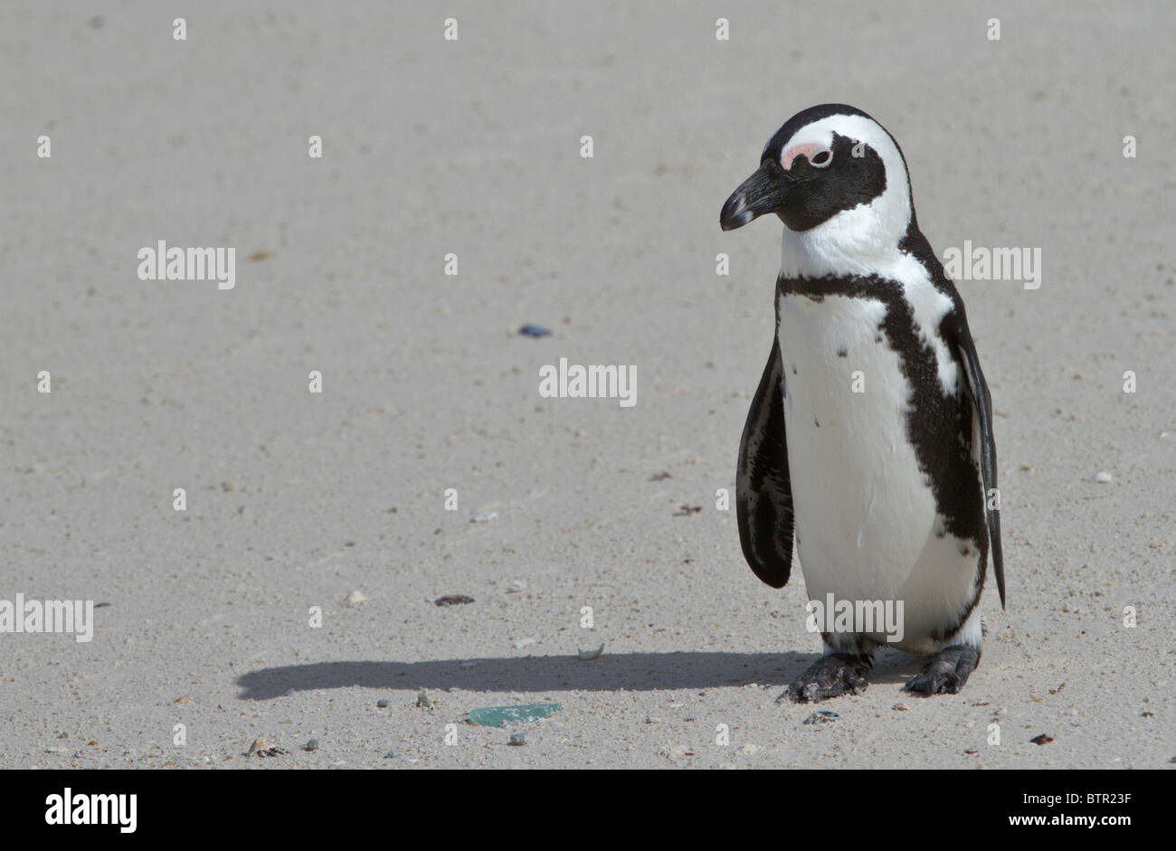 Pinguino africano (Spheniscus demersus) a Boulders Beach nei pressi di Città del Capo Foto Stock