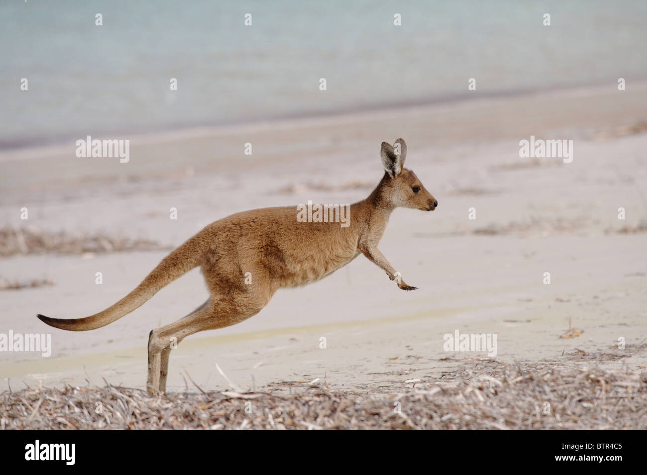 Australia, Esperance, Cape Le Grand National Park, canguro Foto Stock