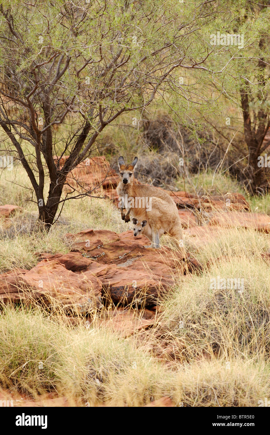 Territorio del Nord, Palm Valley, Canguro in Finke Gorge National Park, Foto Stock