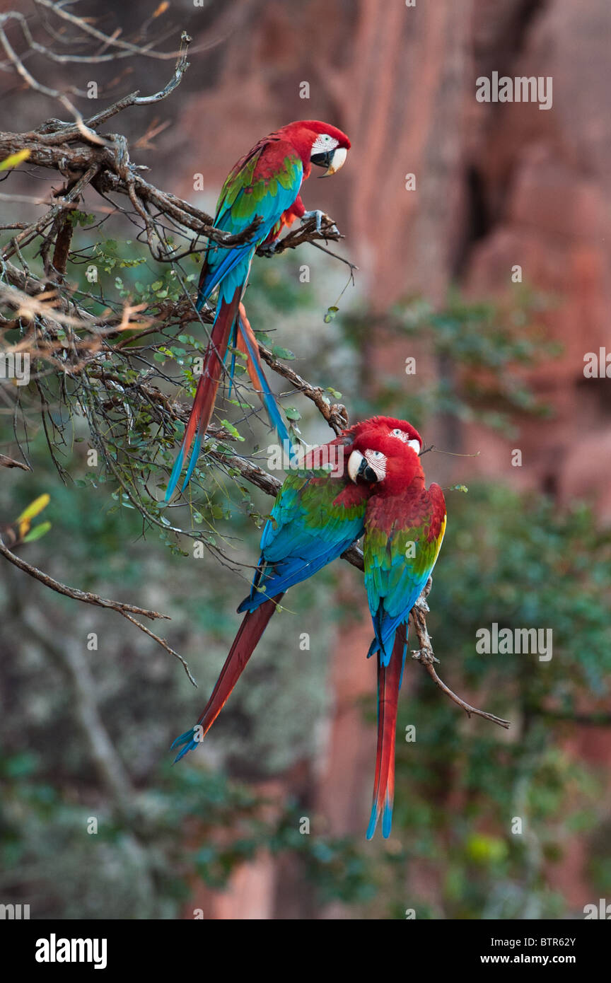 Rosso-verde Macaws Foto Stock