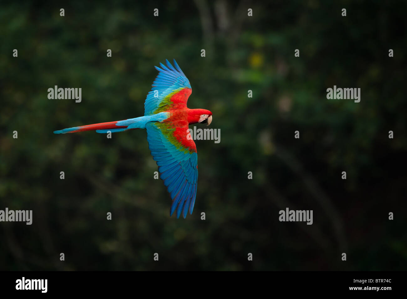 Rosso-verde Macaw in volo. Foto Stock