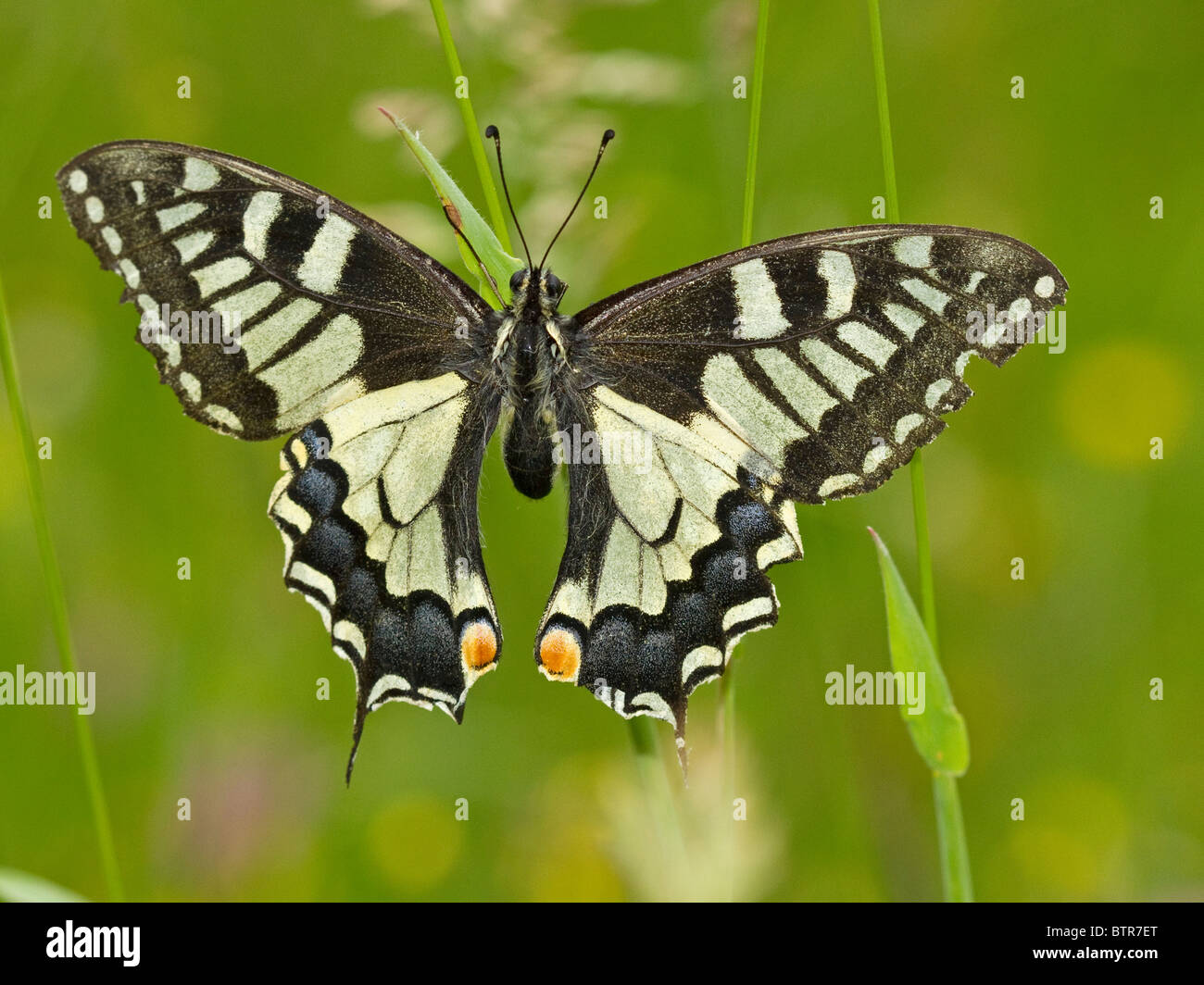 Il vecchio mondo coda forcuta (Papilio machaon) è atterrato su una lama di erba in un prato. Foto Stock