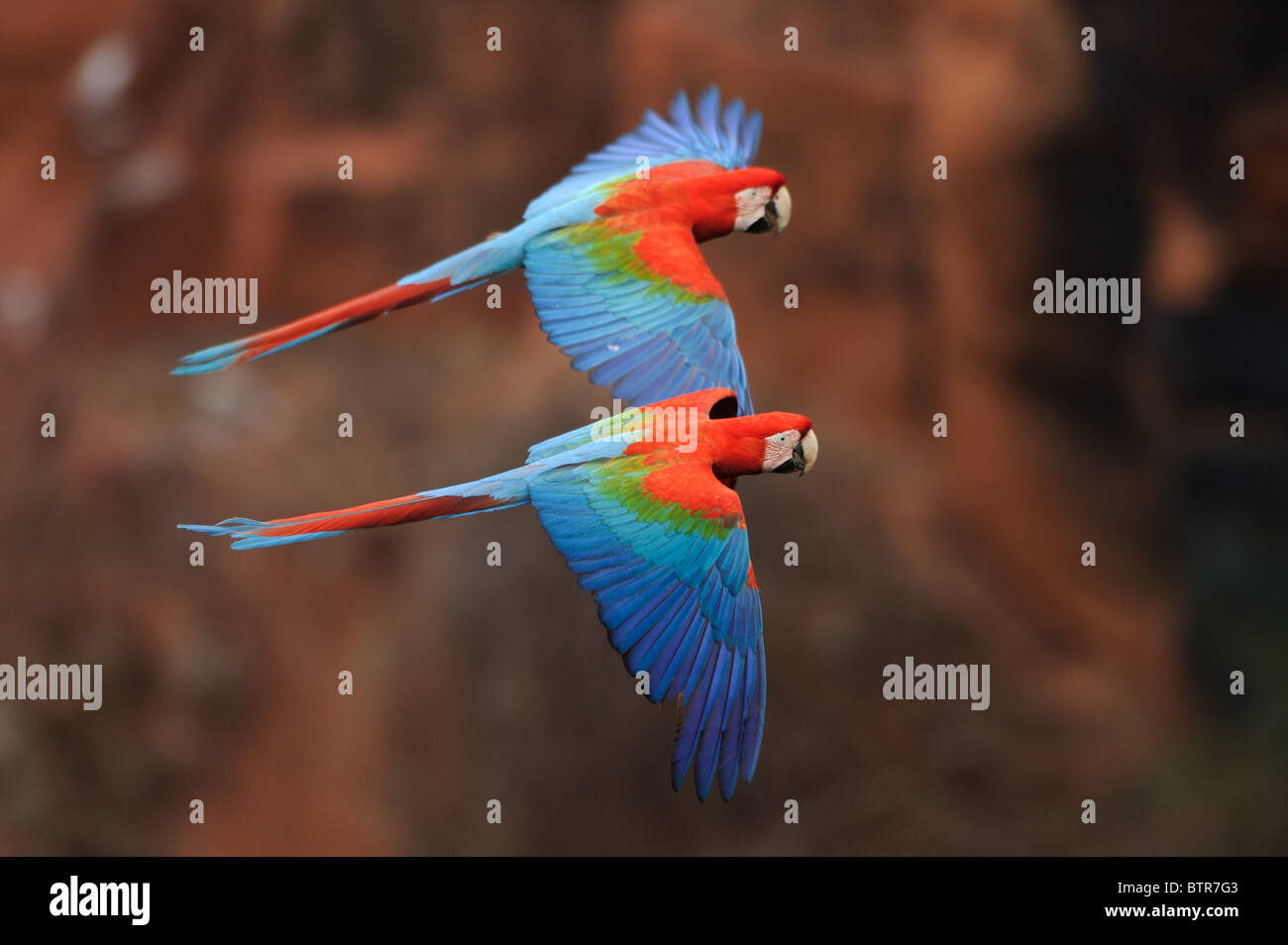 Flying rosso-verde Macaws Foto Stock