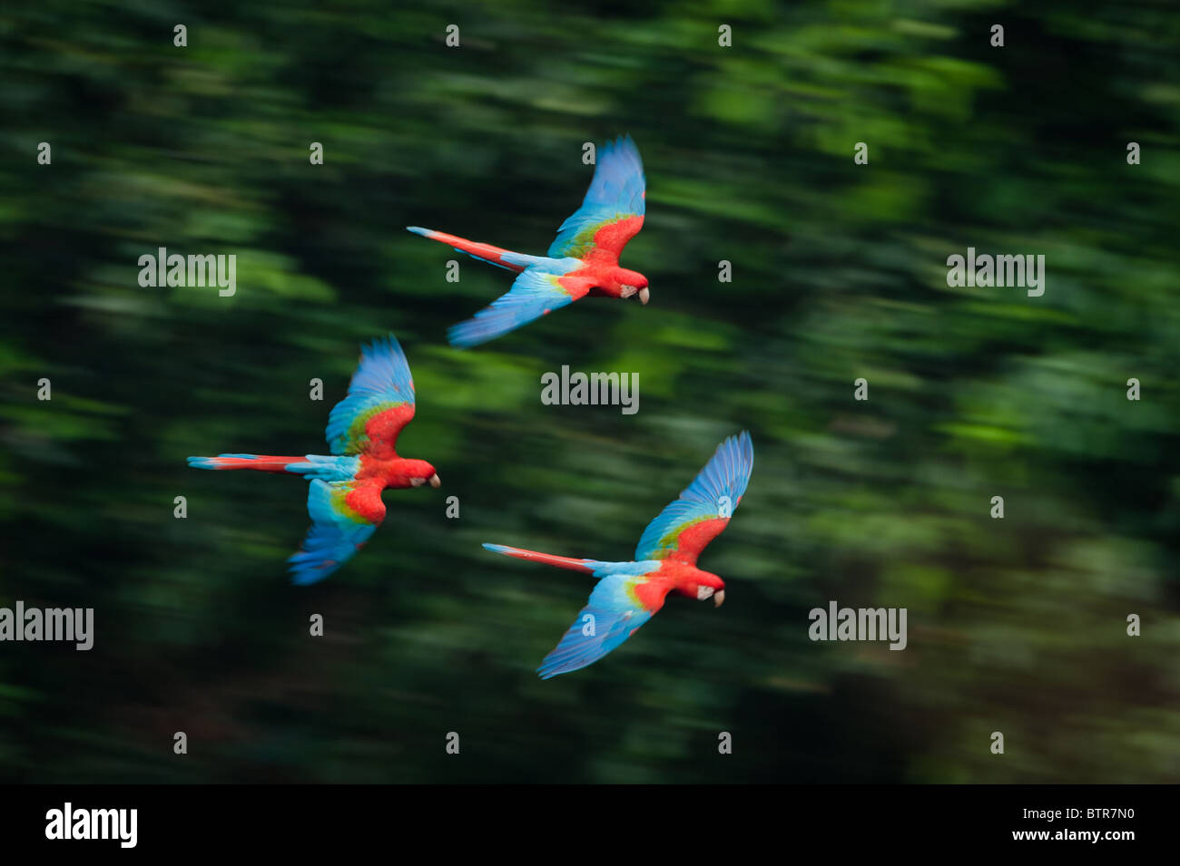 Flying rosso-verde Macaws Foto Stock