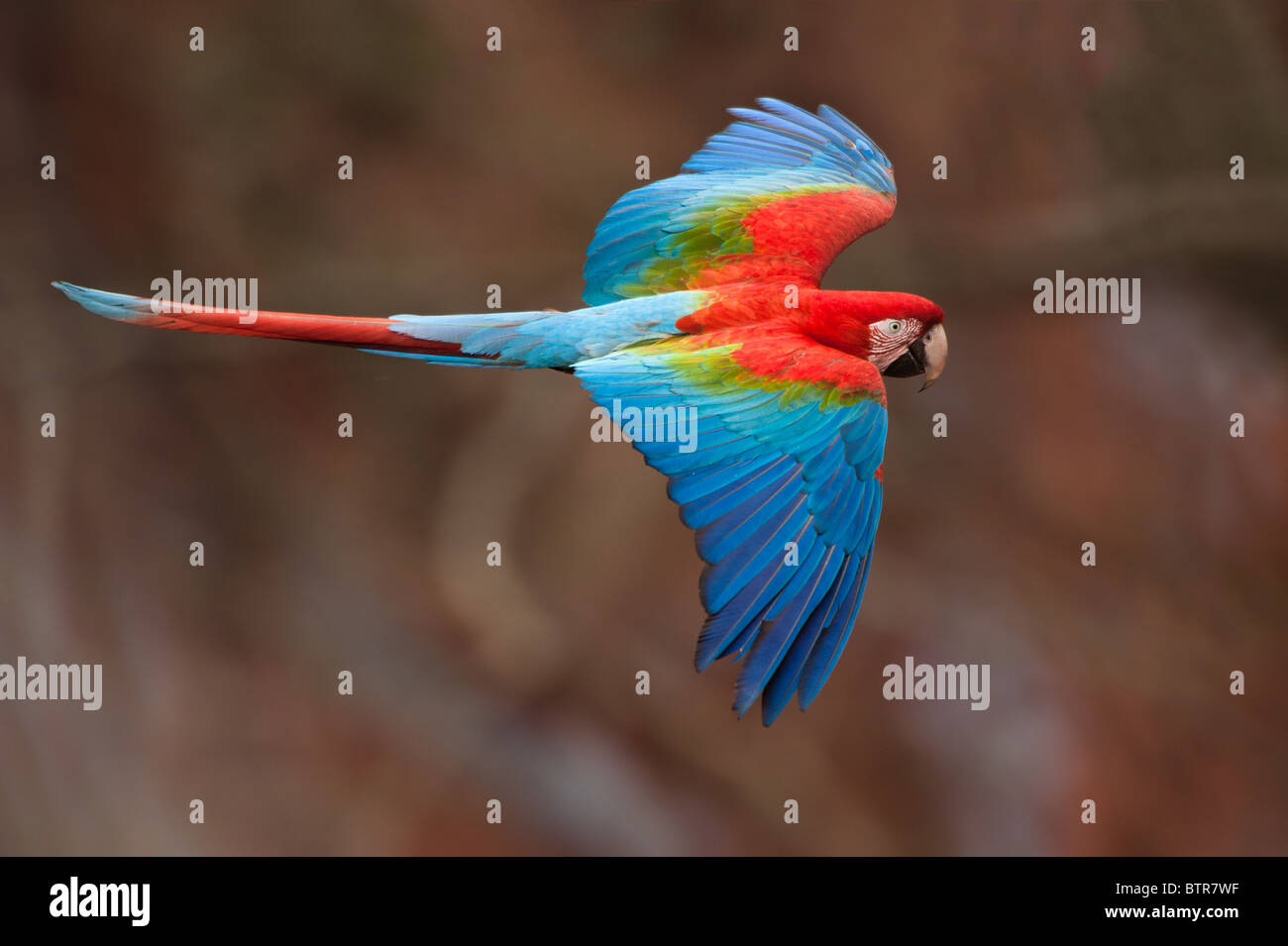 Rosso-verde Macaw in volo. Foto Stock