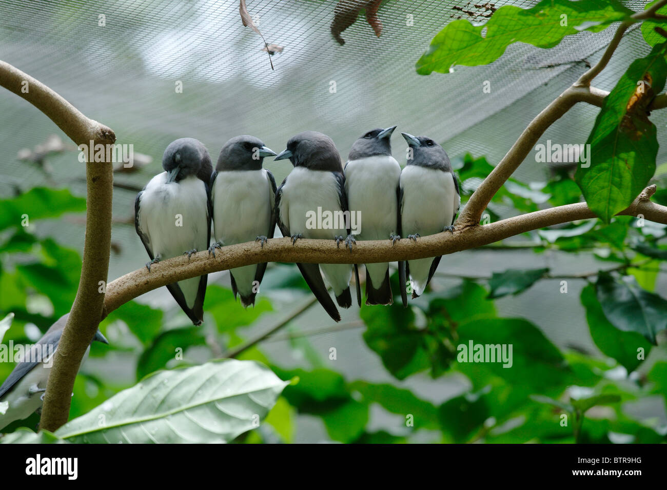 Australia, Territorio Wildlife Park, Fila di uccelli si appollaia su albero Foto Stock
