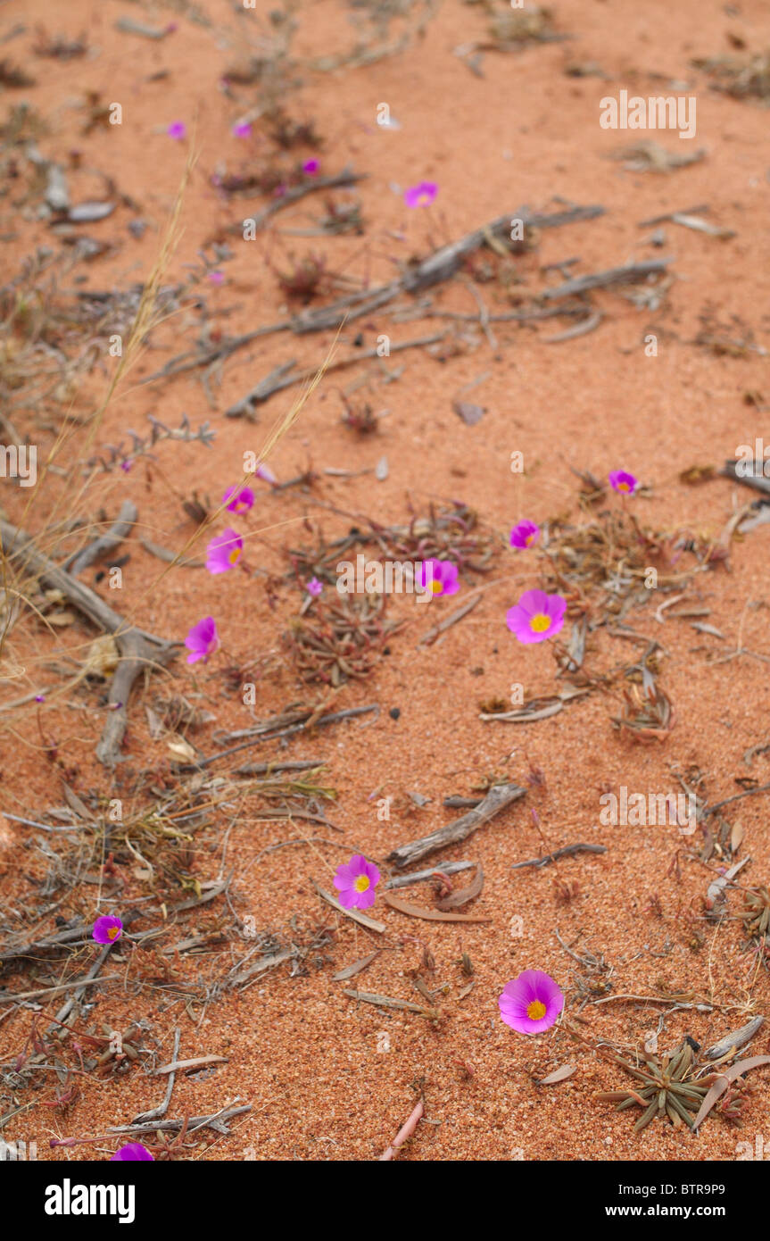 Australia, fiori viola sulla spiaggia Foto Stock