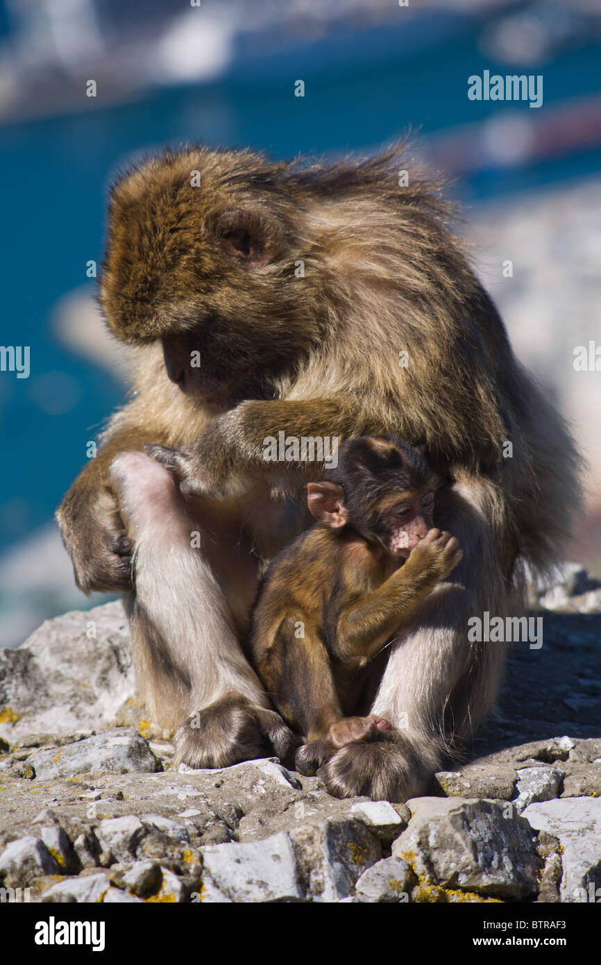 Barberia Ape scimmie Rocca di Gibilterra Macaque Macaca Sylvanus Foto Stock