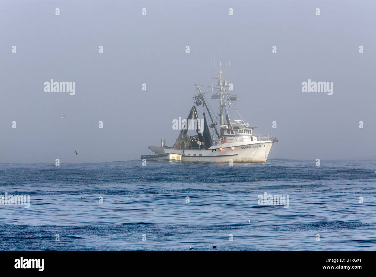 Barche da pesca haul nel loro catture nella baia di Monterey in California. Foto Stock