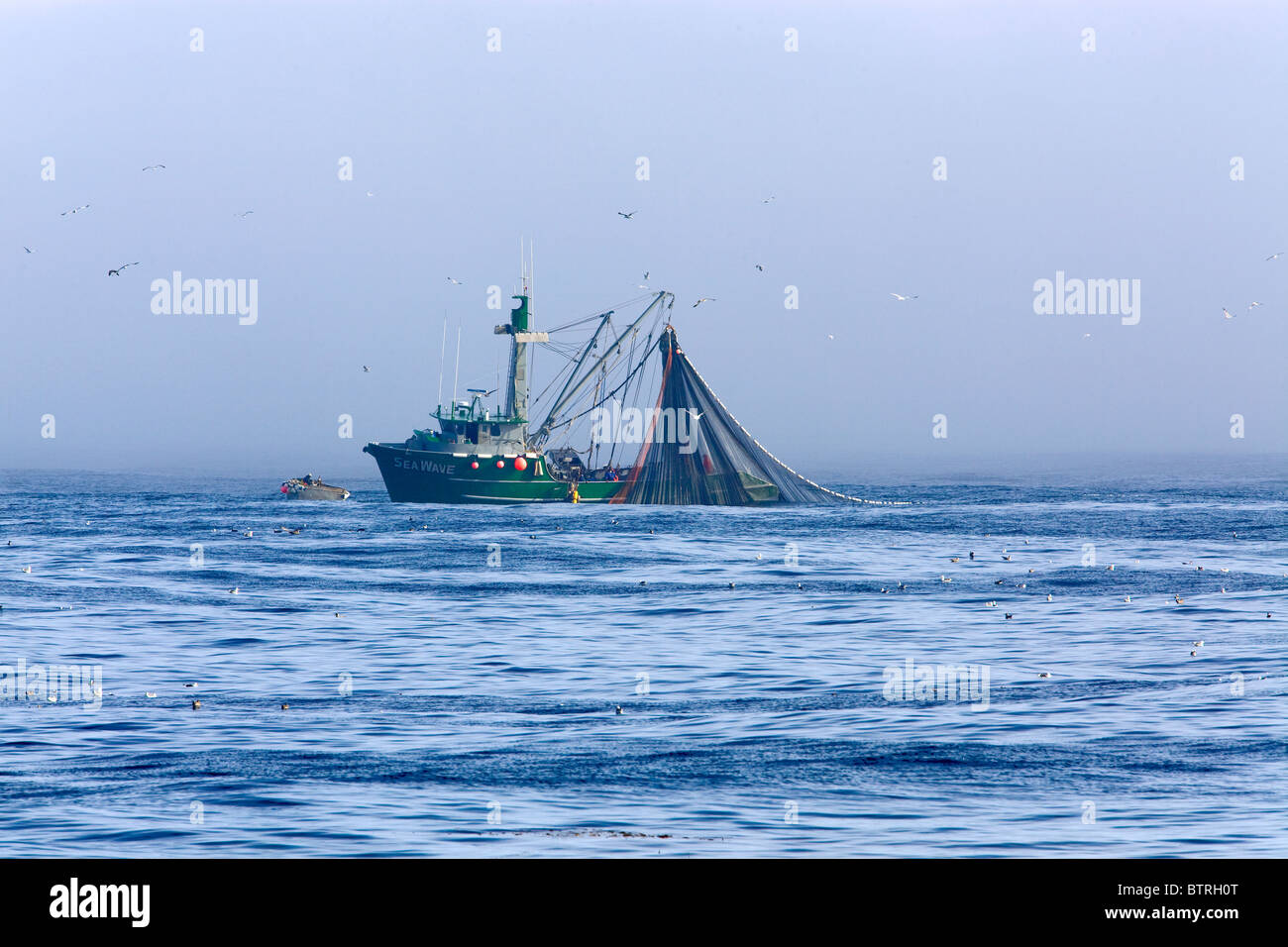 Barche da pesca haul nel loro catture nella baia di Monterey in California. Foto Stock