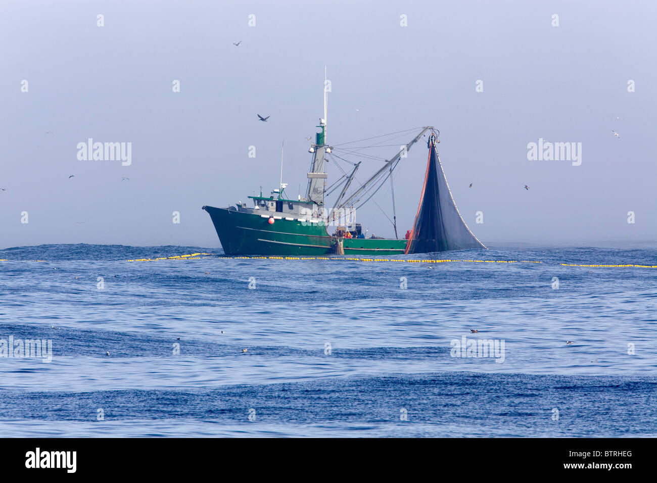 Barche da pesca haul nel loro catture nella baia di Monterey in California. Foto Stock