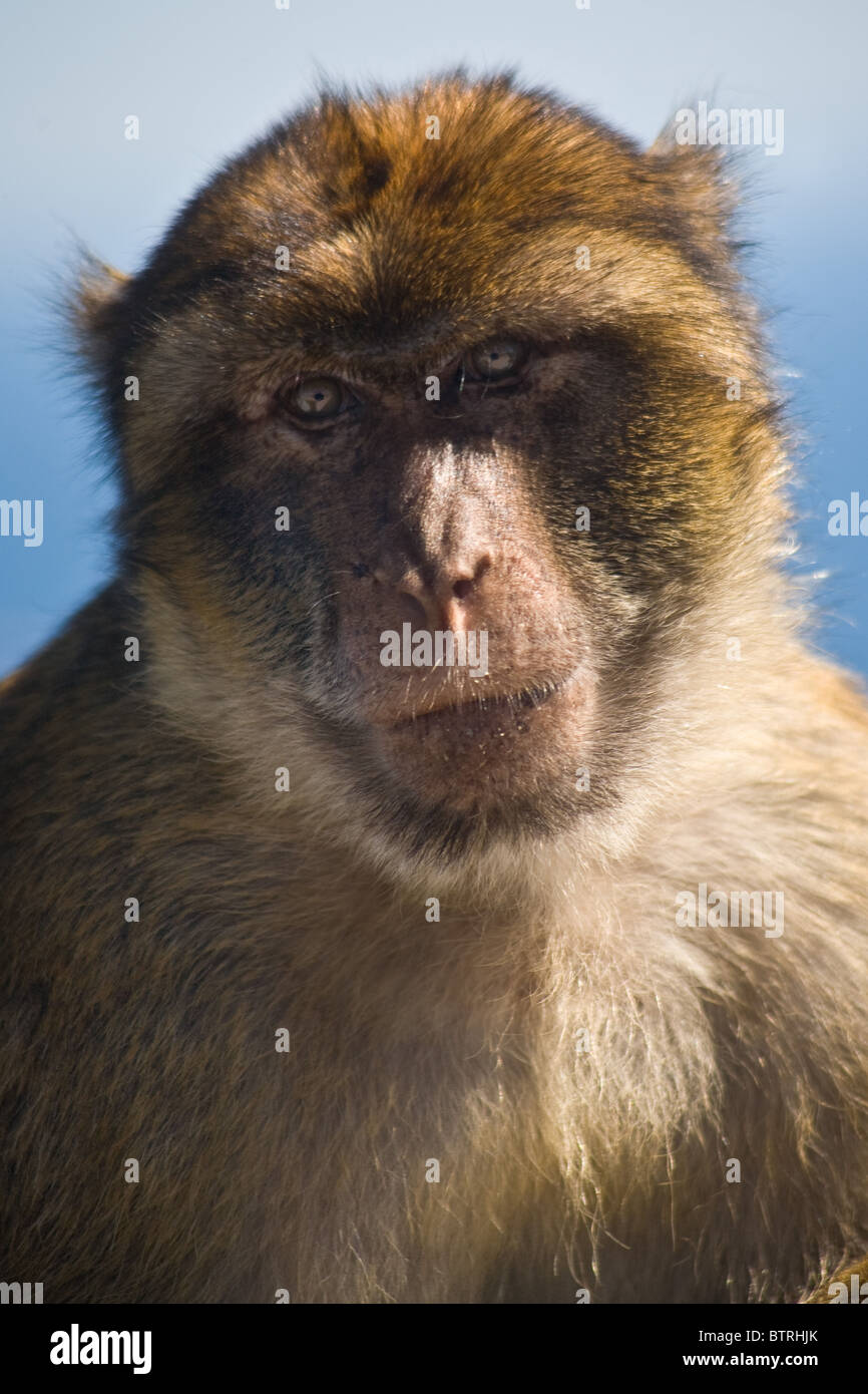 Barberia Ape scimmie Rocca di Gibilterra Macaque Macaca Sylvanus Foto Stock