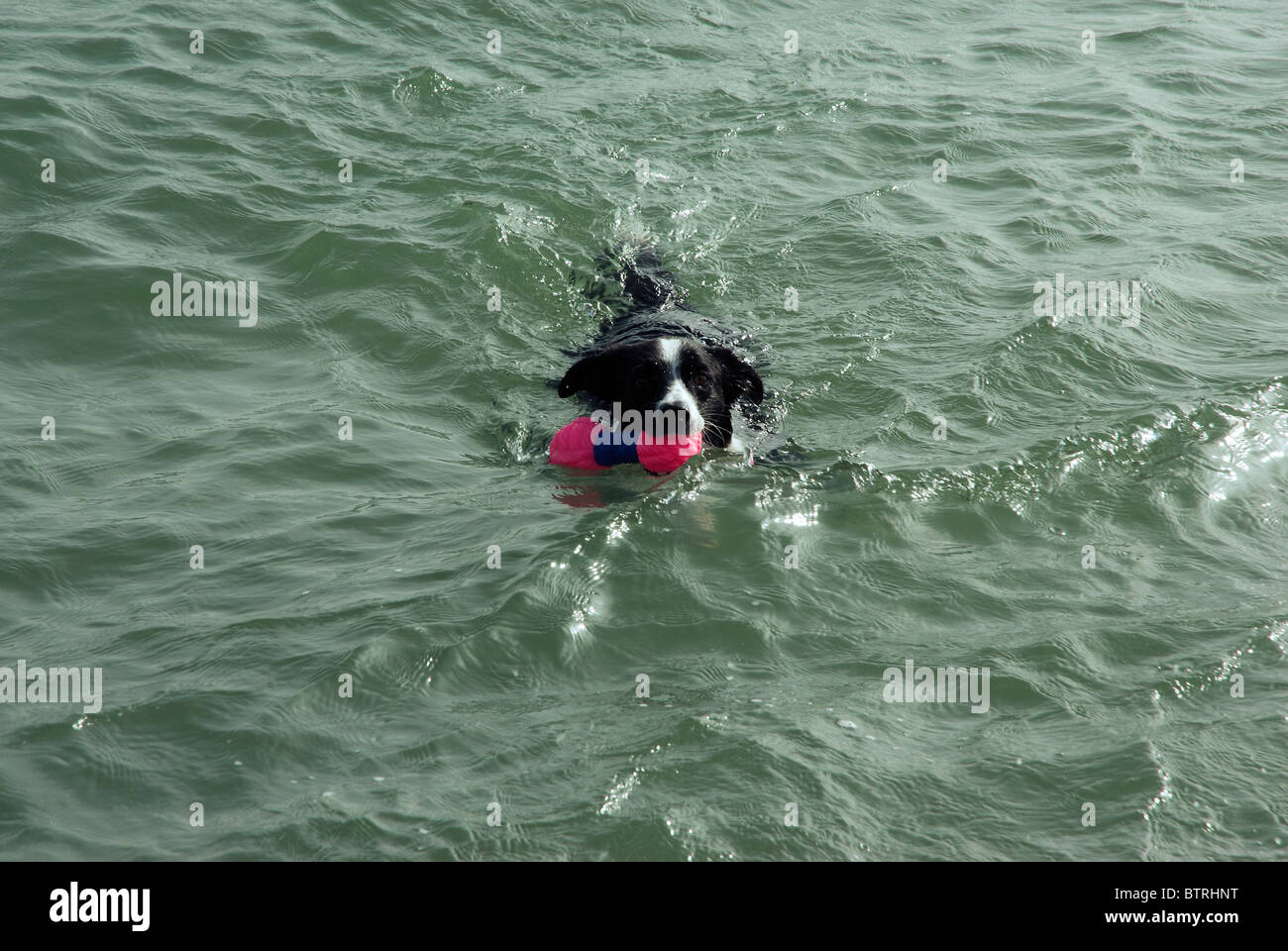 Cane nuotare nel mare con un giocattolo in bocca Foto Stock