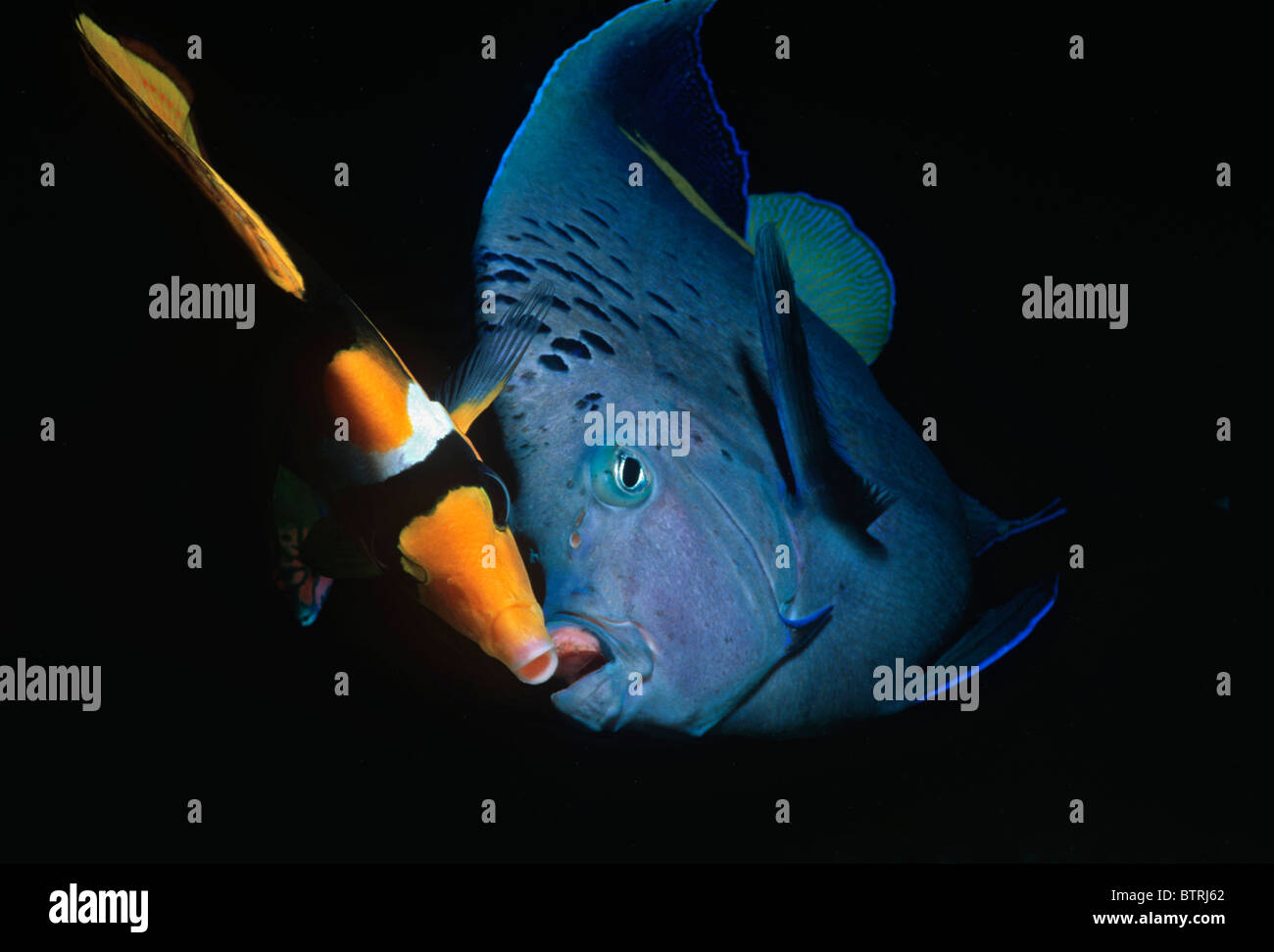 Yellowband Angelfish (Pomacanthus maculosus) e striato Butterflyfish (Chaetodon fasciatus). Penisola del Sinai - Mare Rosso Foto Stock