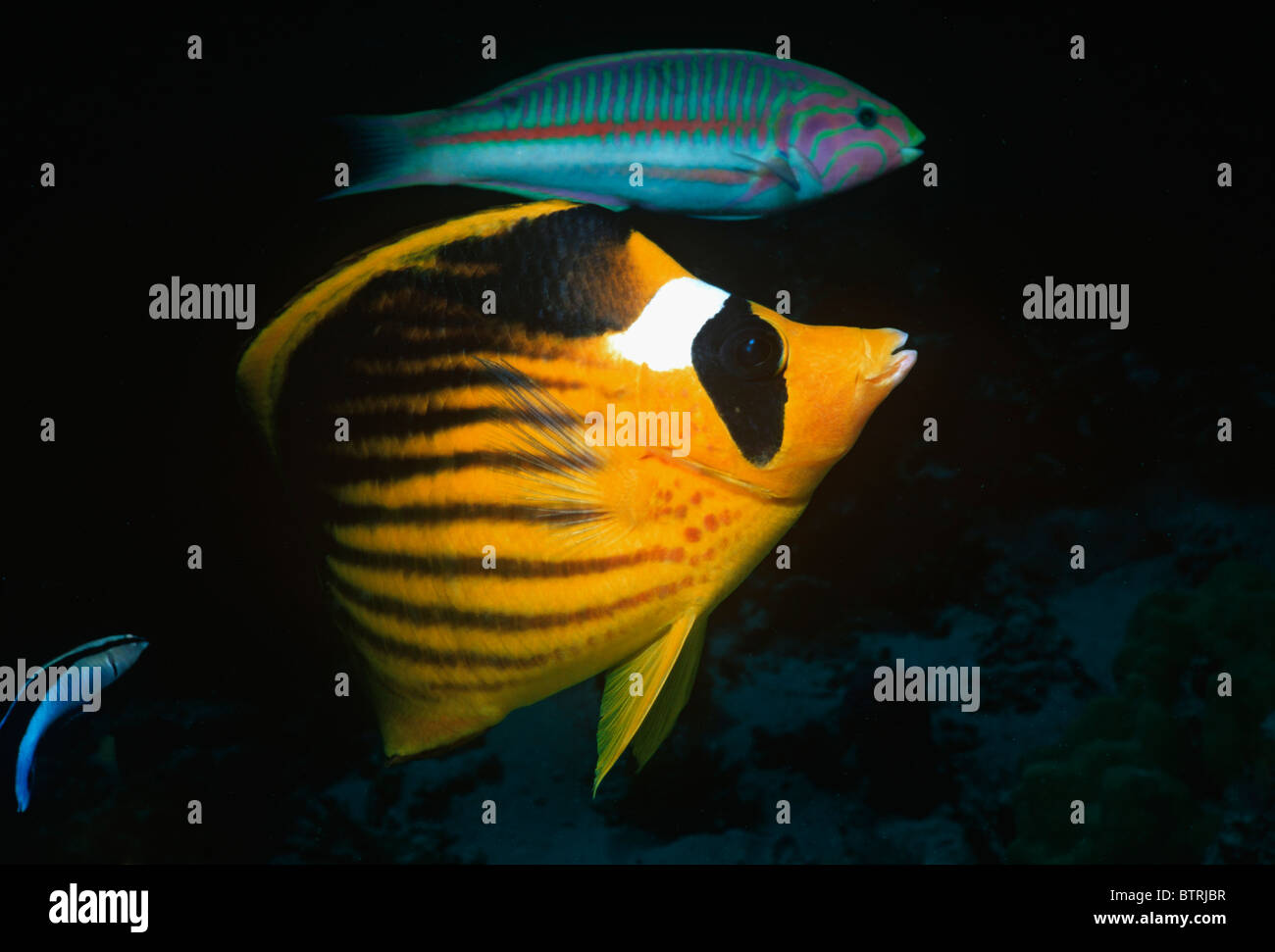 Striping (Butterflyfish Chaetodon fasciatus) e scacchiera Wrasse (Halichoeres hortulanus). Penisola del Sinai - Mare Rosso Foto Stock