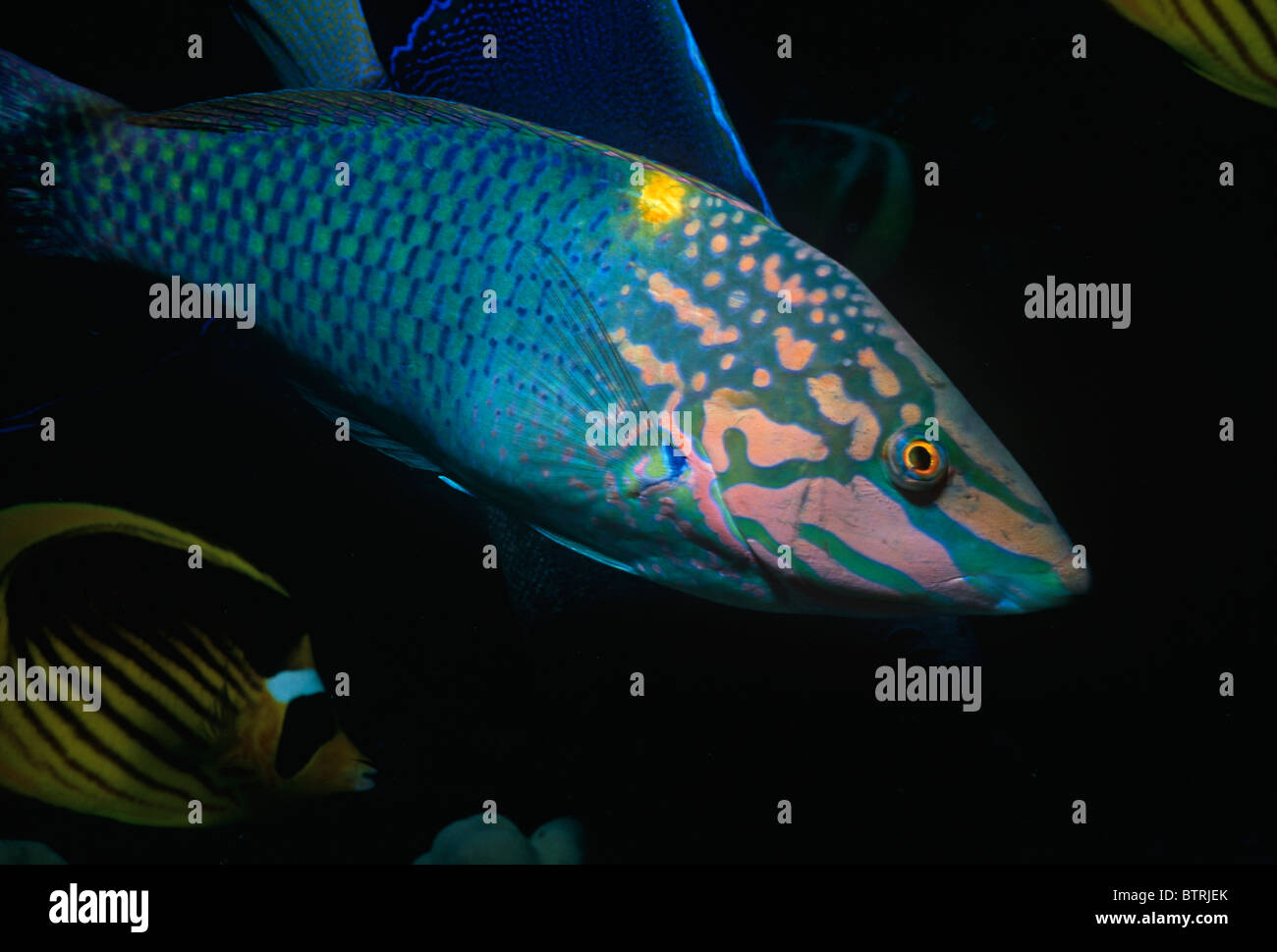 Scacchiera Wrasse (Halichoeres hortulanus). Penisola del Sinai, Mar Rosso - Egitto Foto Stock