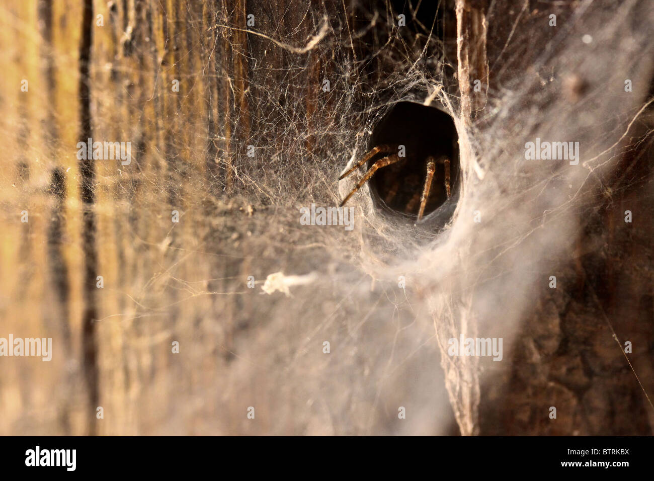Jumping Spider nel web/nido, Lago Bunyonyi e, Uganda Foto Stock