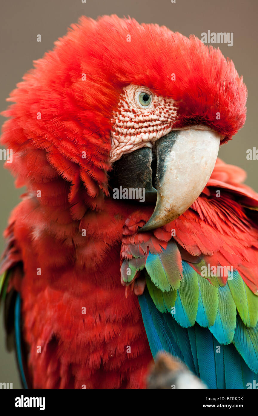 Rosso-verde Macaw ritratto. Foto Stock