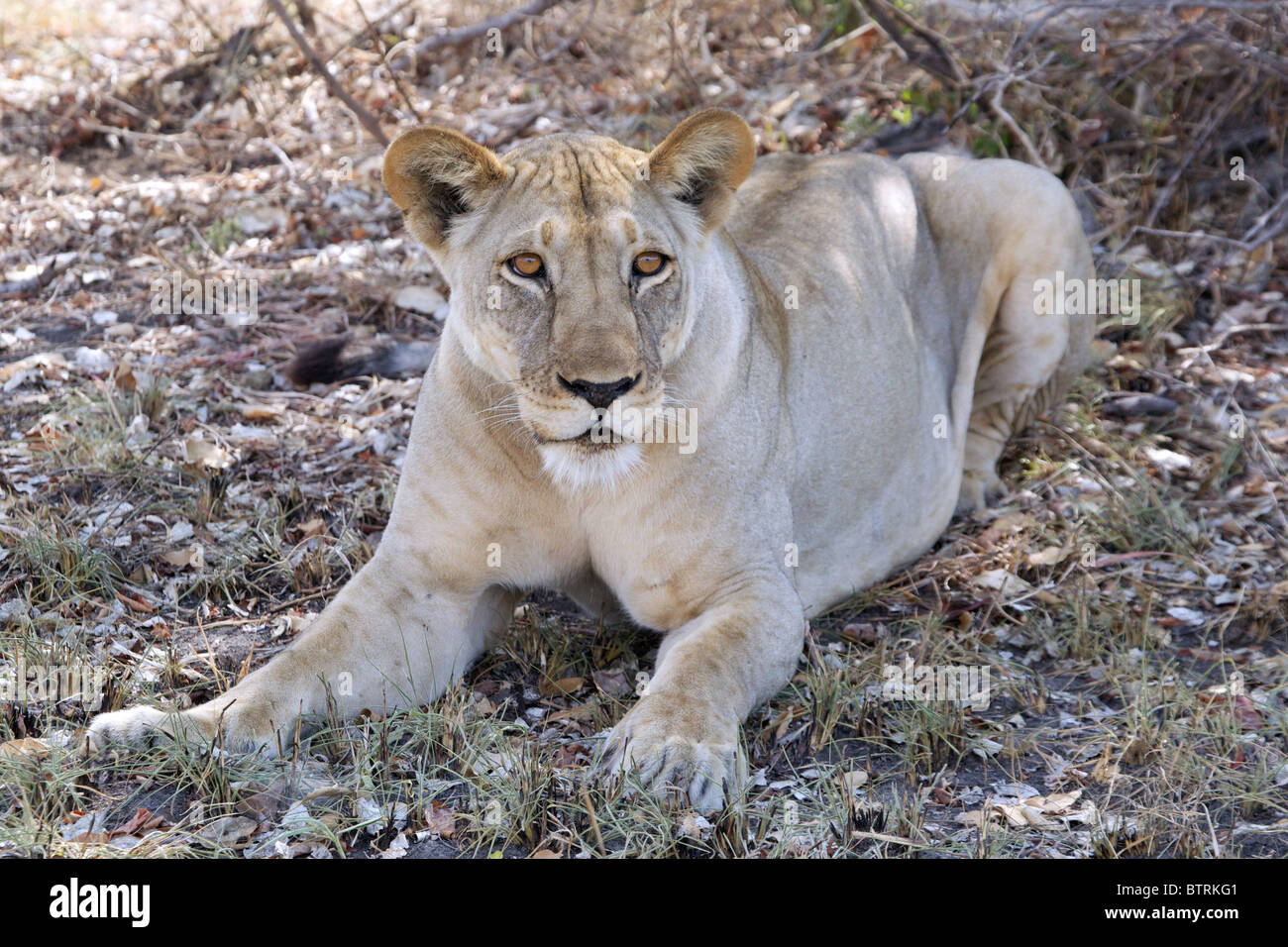 Femmina di leone africano ( Panthera Leo ) ; Saadani ; Parco Nazionale della Tanzania Foto Stock