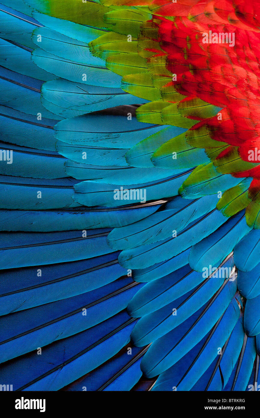Rosso-verde ala Macaw close-up Foto Stock