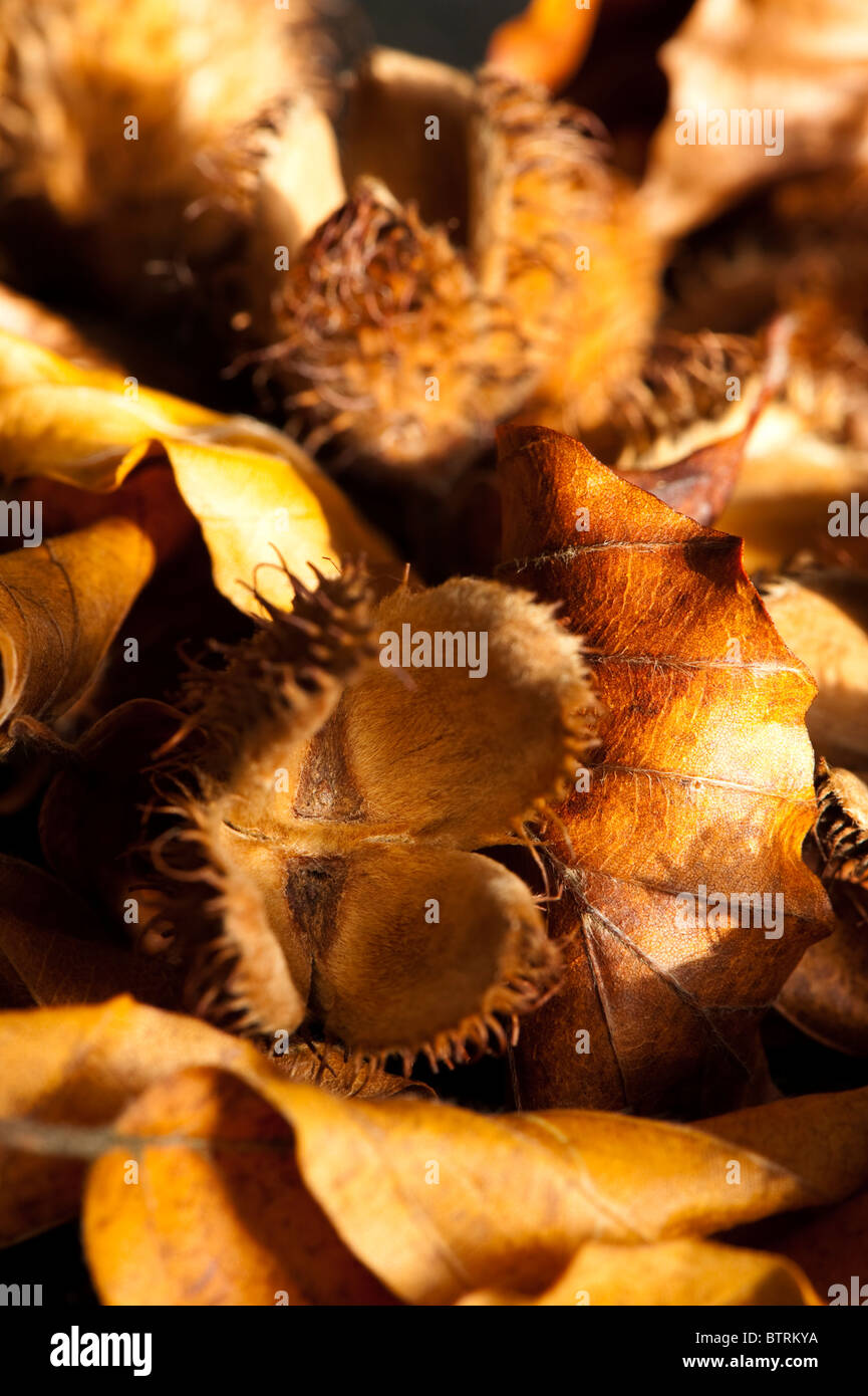 Close up di caduto beechnut cupules e foglie Foto Stock