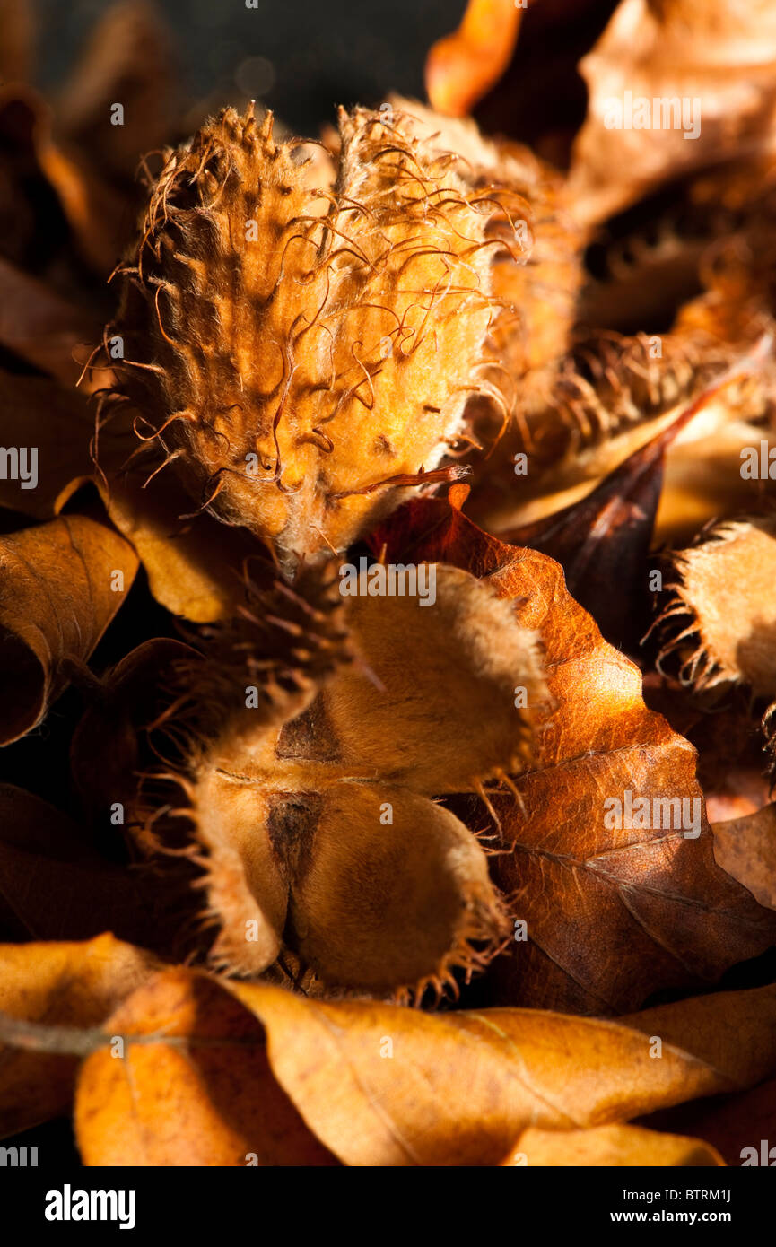 Close up di caduto beechnut cupules e foglie Foto Stock