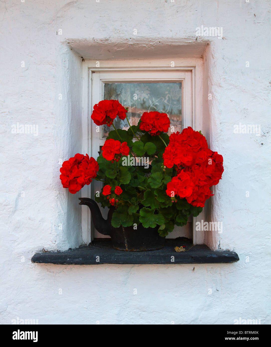 Gerani in una vecchia teiera, irlandese tradizionale finestra Cottage Foto Stock