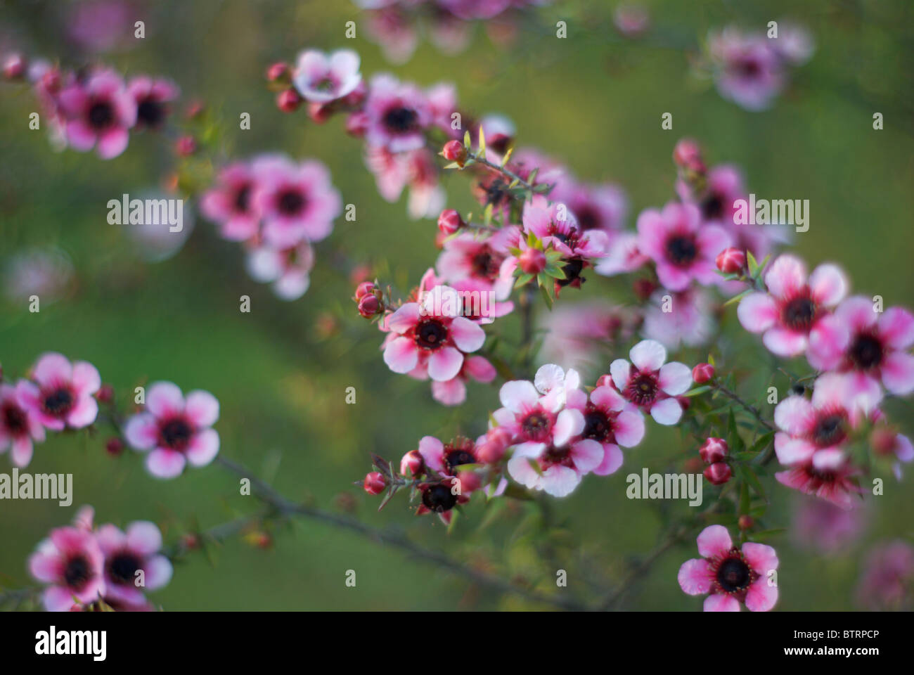 Close-up di erica (Erica) Fiori con molto superficiale DOF Foto Stock