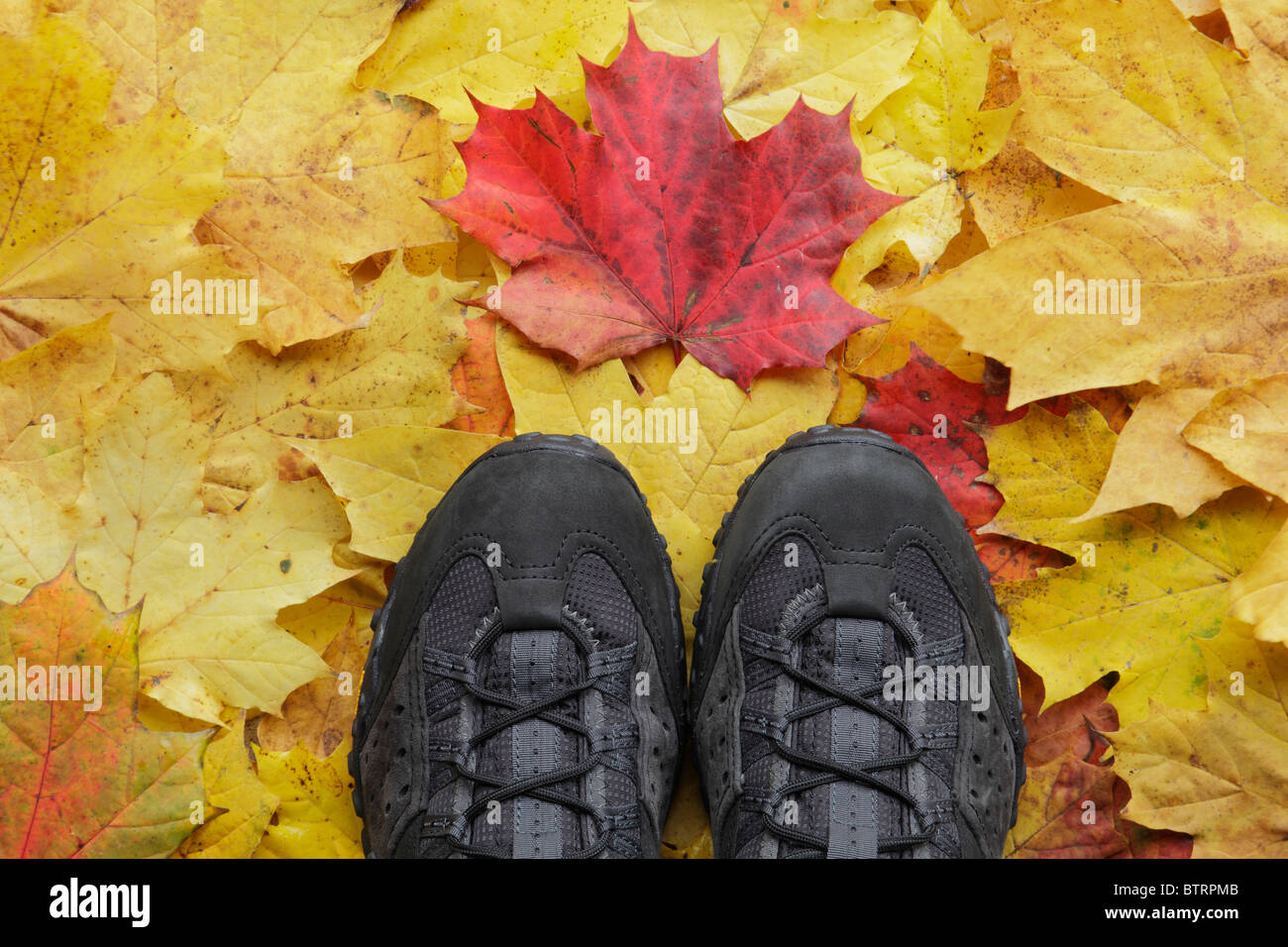 Un nuovo e pulito paio di scarpe da passeggio su foglie autunnali cadute, Regno Unito Foto Stock