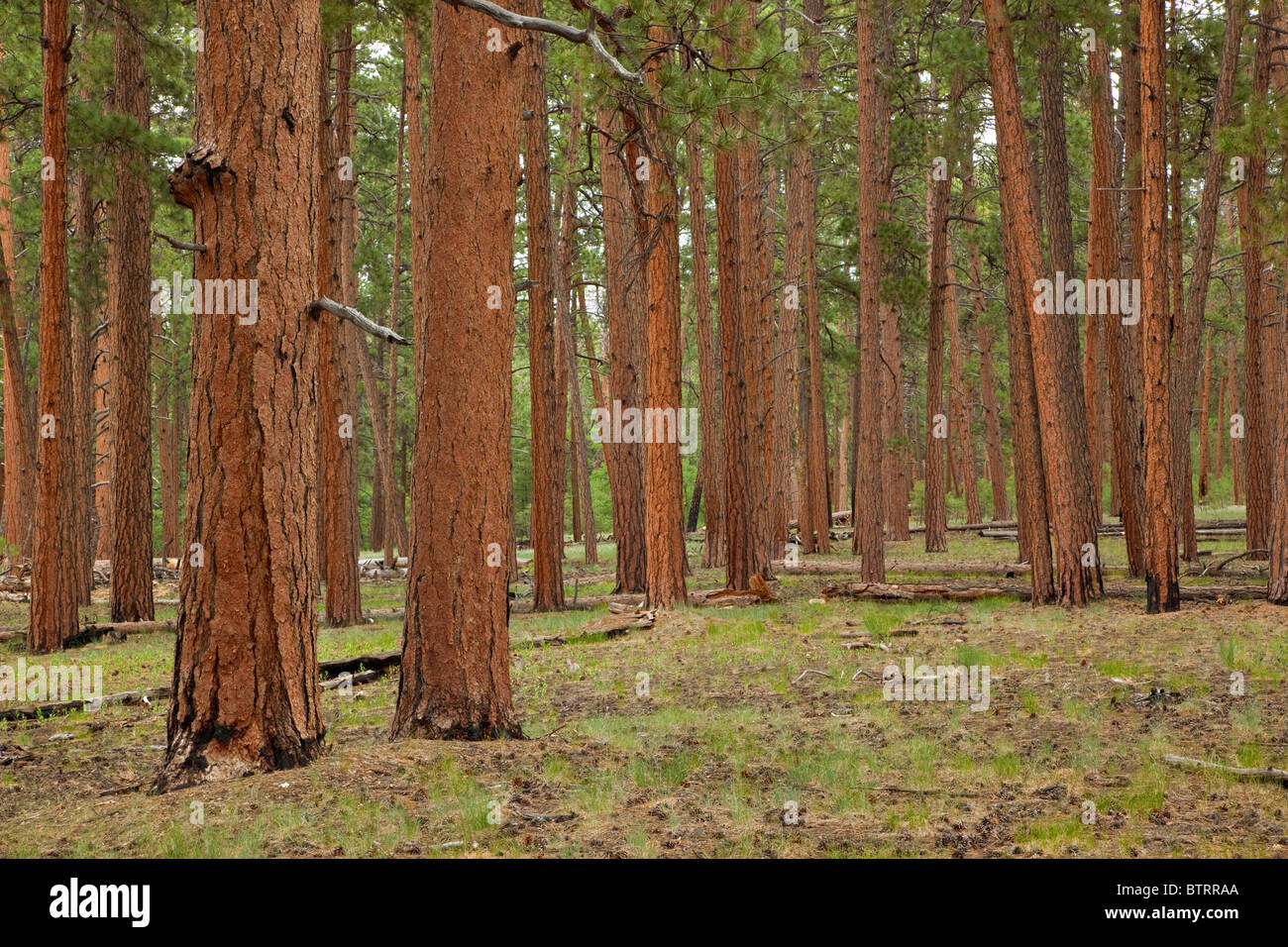 Coppia Ponderosa Pine Forest in corrispondenza del punto di fuoco, area bruciata da frequenti gli incendi a bordo settentrionale del Parco Nazionale del Grand Canyon, Arizona Foto Stock