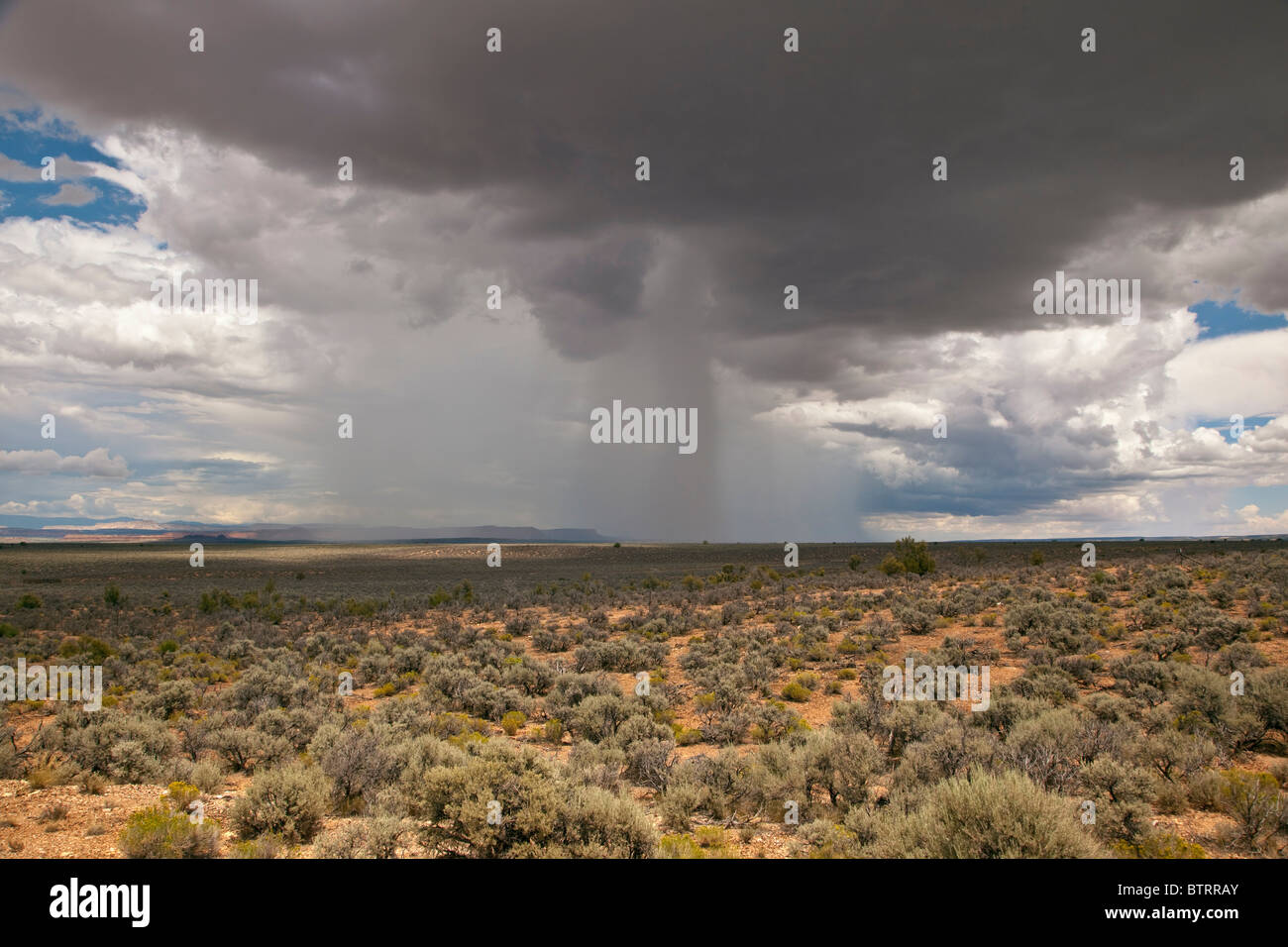 Temporale estivo con albero isolato di pioggia cadente, deserto dell'Arizona Paese striscia, a nord di Fredonia, Arizona, Stati Uniti d'America Foto Stock